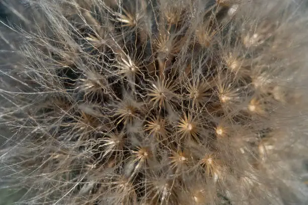 A close up view at dandelion seeds arrangement in the flower's seedhead.