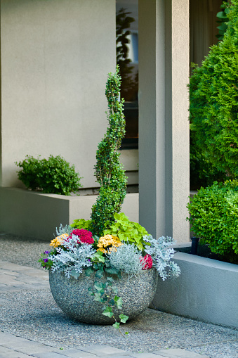 Landscape concept with concrete planter, flowers, topiary background