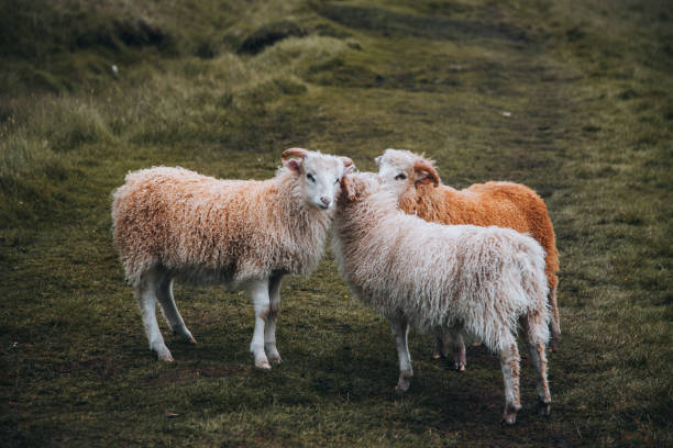 Faroe Islands Sheep on the Faroe Islands Faroe Islands Sheep on the Faroe Islands eysturoy photos stock pictures, royalty-free photos & images