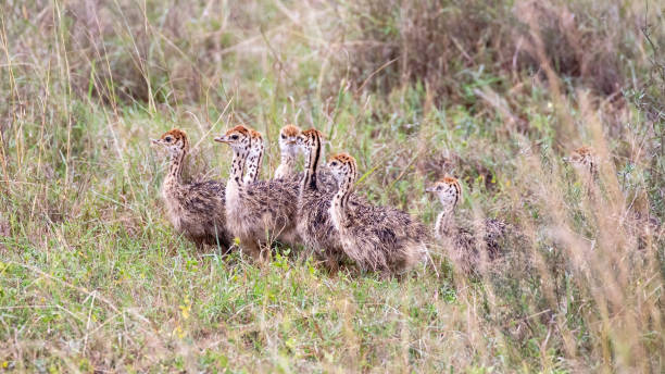 une couvée de poussins d’autruche, struthio camelus, cachée dans les herbes longues du parc national de nairobi, au kenya - young bird beak feather ostrich photos et images de collection