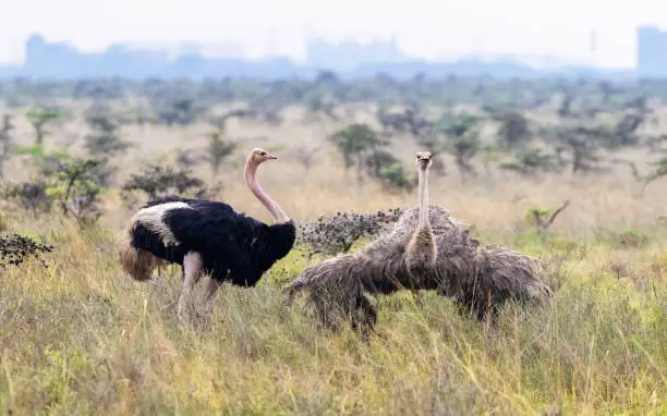 Male and female ostrich pair, struthio camelus, displaying plumage as part of courtship, Nairobi National park. The city skyline can be seen in the background.