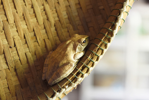 Common tree frog  sleeping  in the threshing basket