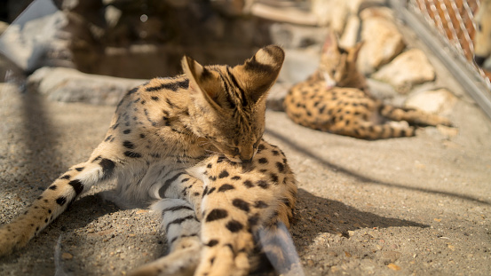 Serval wildcat