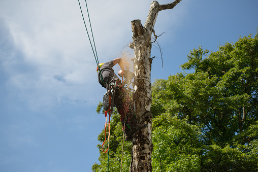 German company during tree felling with the help of rope climbing technique