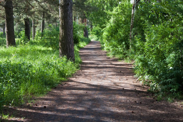 istock Walking path in a public park on a sunny day 1411671696