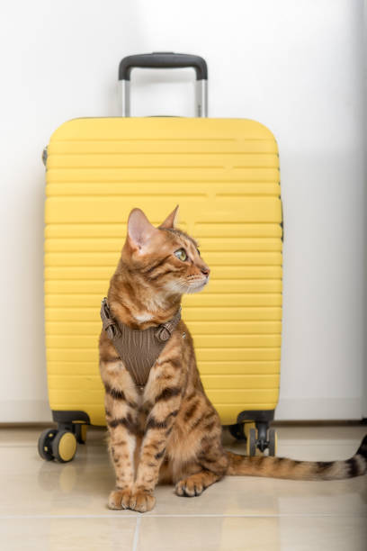 istock Bengal cat in a harness and a yellow suitcase. 1411672331