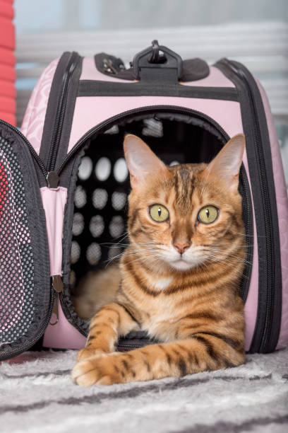 istock Bengal cat in a soft carrying bag. 1411672367
