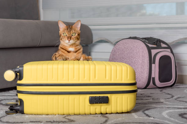 istock Cute bengal cat, suitcase and pet carrier indoors. 1411672395
