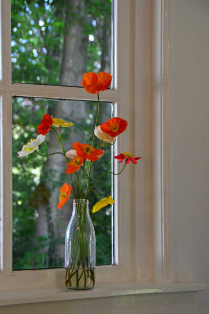 istock blooming papaver in a vase. 1411672618