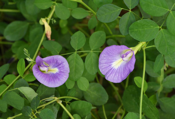 istock violet Butterfly Pea flowers 1411672788