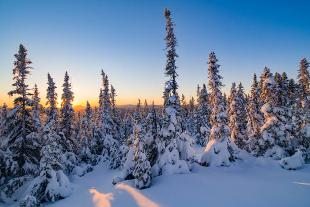 puesta de sol entre abetos cubiertos de nieve en algún lugar de las montañas chic-chocs - noble fir fotografías e imágenes de stock