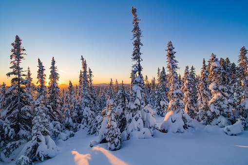 Sunset between snow covered fir trees somewhere in the Chic-chocs mountains, Gaspesie, QC, Canada