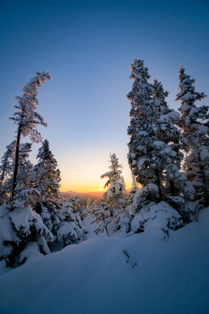 istock Sunset between snow covered fir trees somewhere in the Chic-chocs mountains 1411672980