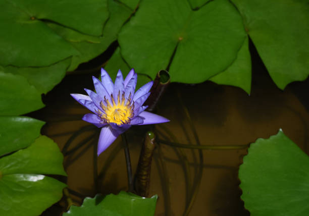 Macro close up purple lotus with yellow pollen symbol zen on nature background. Tropical blooming fresh purple water lily with yellow pollen.