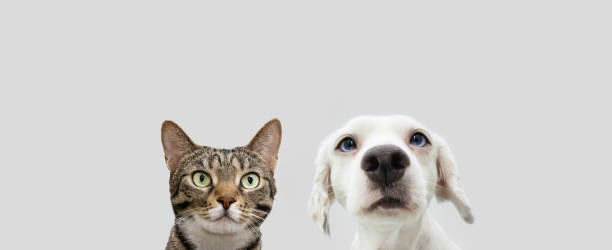 istock Banner two pets,  cat and dog looking. Isolated on white gray background 1411674167