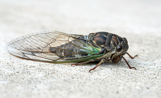 Olympic Scrub Cicada - Diceroprocta olympusa - Has the most extensive distribution of any cicada in Florida isolated on white background side profile view