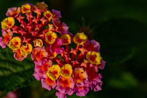 The lantana camara flower in bloom is a combination of orange and pink, the background of the green leaves is blurry