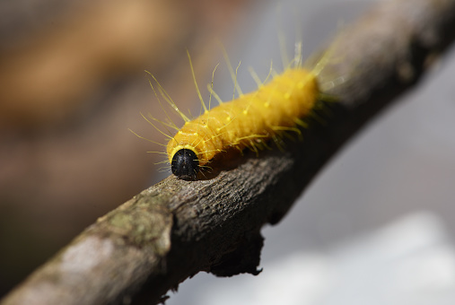 A yellow Caterpillar was crawling on dry twig .