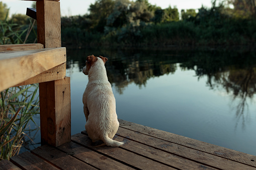The dog Jack Rasa sits on a wooden bridge near the river to hunt ducks.
