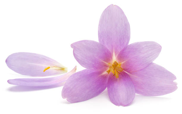 istock lilac crocus flowers isolated on white background 1411677484