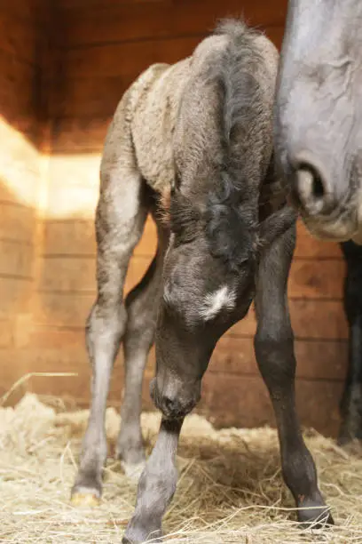 Photo of Full-length portrait of a newborn foal