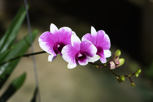 colorful dendrobium orchid flowers blooming in plantation with blurred background .