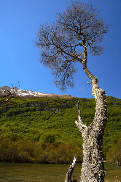 istock Landscape at El Chalten, Argentina 1411677723