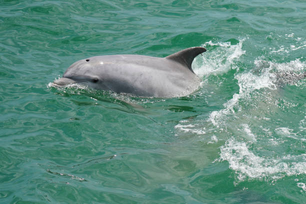 A Common Bottlenose Dolphin swimming alongside a boat off the coast of Virginia stock photo