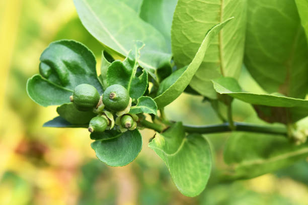 istock Small green lemon fruits 1411678958