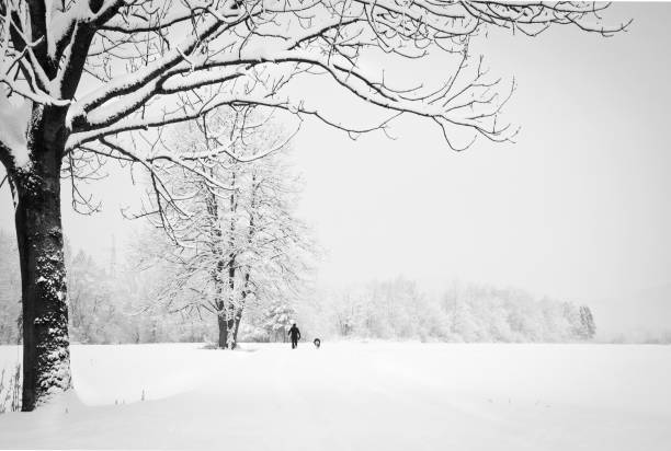 Newly fallen snow on trees and meadows in the countryside