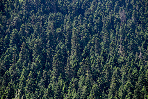 Pine forest in the mountains.  Forest texture.