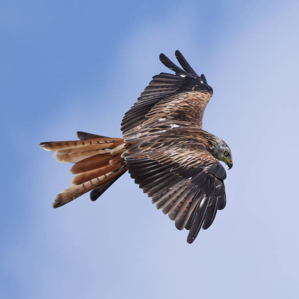 istock Majestic Red Kite in flight 1411680981