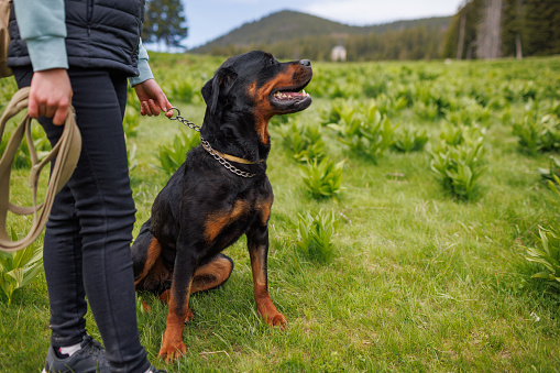 Close-up of a black pedigreed well-mannered dog friend of the Rottweiler breed with a metal collar and a long leash sits near his unknown young mistress, on a green meadow with mountain vegetation