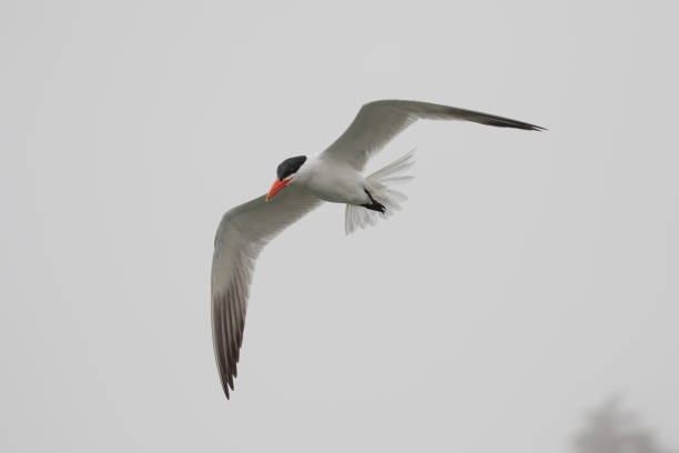 istock Caspian Tern Performs Flight Aerobatics While Fishing on a Foggy Day 1411682396
