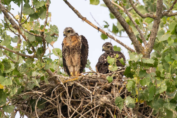 istock Young Red-Tailed Hawks in Nest 1411682422