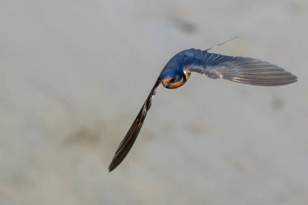 istock Barns Swallow in Graceful Flight 1411682522