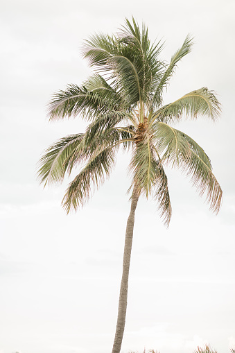 Palm Tree With a Cloudy Sky in Palm Beach, Florida in the Summer of 2022