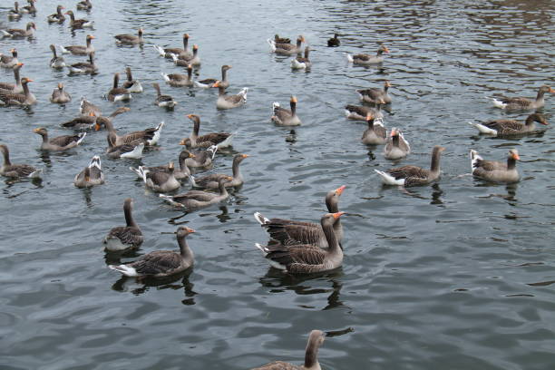 istock Flock of Greylag Geese. 1411683885