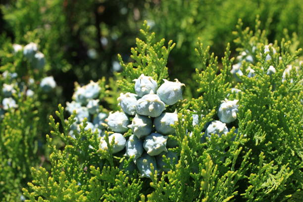 Chinese arborvitae or Chinese thuja, oriental arborvitae, biota or oriental thuja (Platycladus orientalis) Chinese arborvitae or Chinese thuja, oriental arborvitae, biota or oriental thuja (Platycladus orientalis), Greece, Thasos island flower of oriental arborvitae stock pictures, royalty-free photos & images