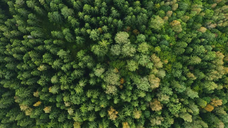 Top down view of autumn forest, fall woodland aerial shot. Drone fly over pine trees and yellow treetops. Zoom out and spin colorful texture in nature. Flight over woods, natural background in motion