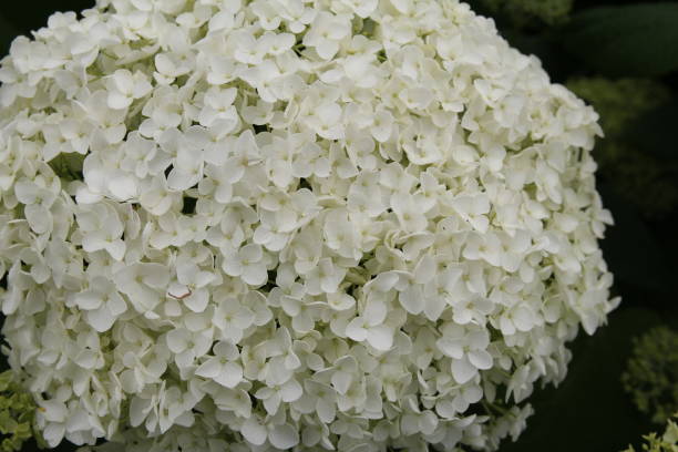 istock a big snow ball of the hydrangea closeup 1411685792
