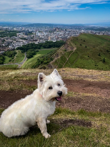 Westie at the top of Arthur Seat, Edinburgh