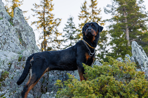 Large interested domestic dog of Rottweiler breed stands on ledge of high rocky sheltered mountain with mountain vegetation and green dense spruce forest, against backdrop of clear sky