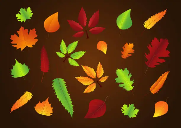 Vector illustration of Different autumn leaves of different shapes colors and sizes