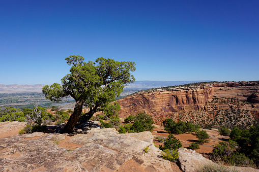 A green Juniper tree growing on the red rock cliffs of Colorado National Monument under a clear blue sky.