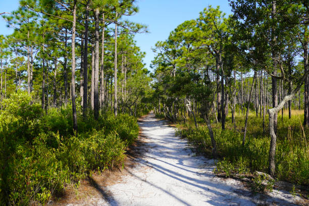 Trail through a longleaf pine forest in North Carolina stock photo