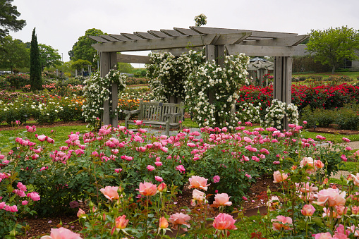 Roses climbing a gazebo trellis surrounded by roses in bloom in the Norfolk Botanical Garden in Virginia