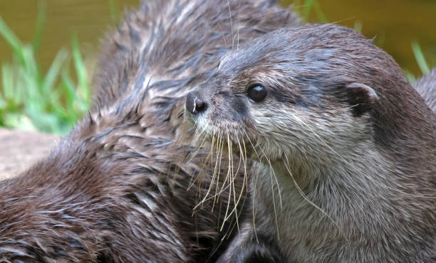 istock Baby otter playing, close-up, selective focus 1411692371