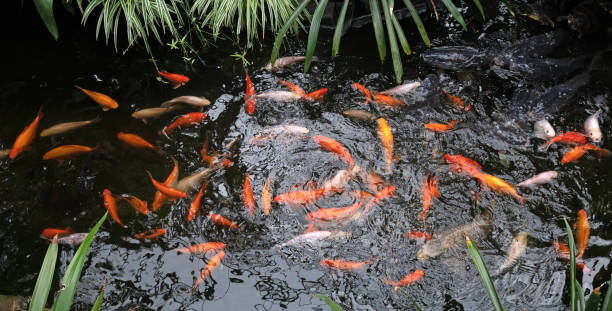 istock Koi Karp in a pond, busy during feeding time 1411692400