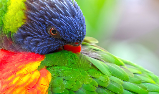 Lovely beautiful parrot, Green cheek conure, pineapple conure in studio shot.